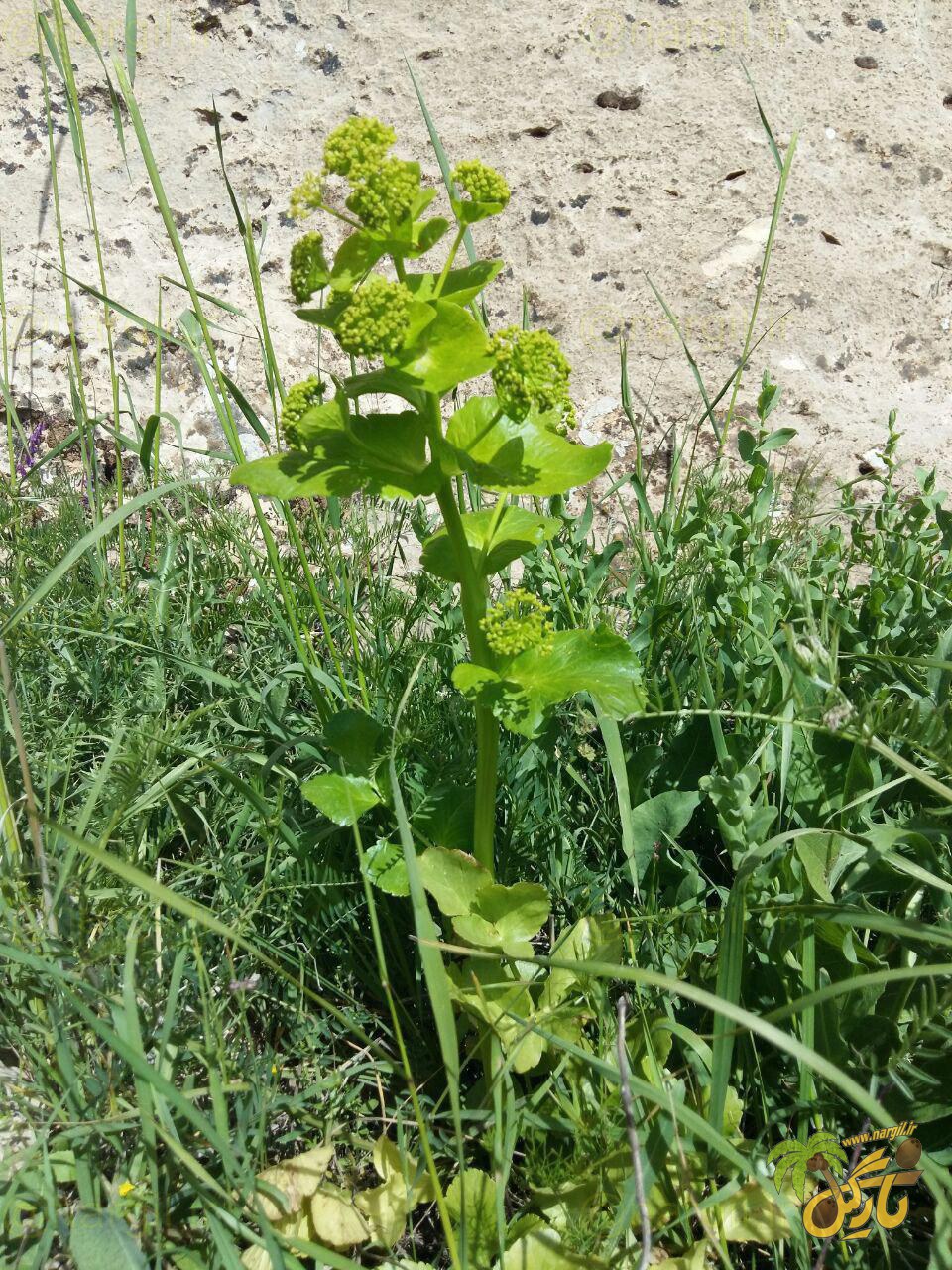 Smyrnium cordifolium